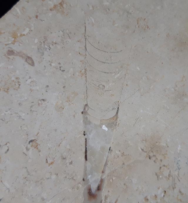 Hibolithes sp. (MONTFORT 1808) & Becherschwamm indet. - Bild &copy; FossNet FossilienStore